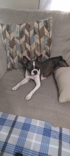 Looking for a new home for Sophia