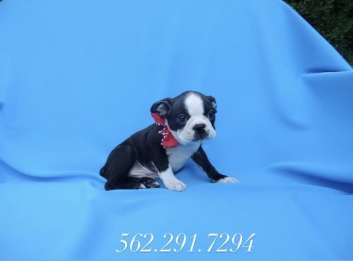 Boston Terrier Puppies