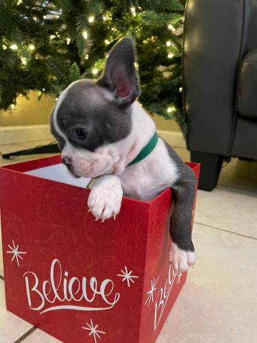 BOSTON TERRIER PUPPIES