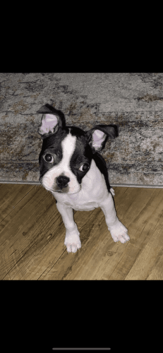 12 Week Old Boston Terrier