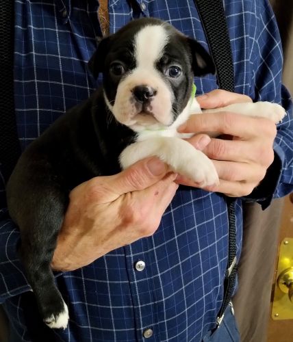 Boston Terrier Puppies