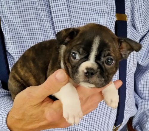 Boston Terrier Puppies