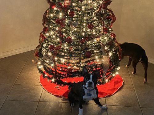 ACA MALE & FEMALE BOSTON TERRIERS