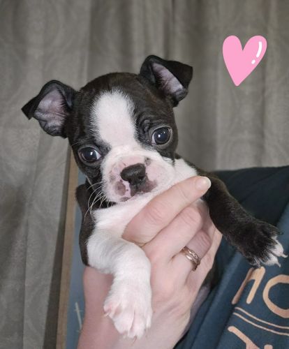Boston terrier