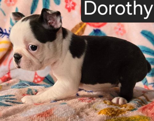Boston Terrier puppies