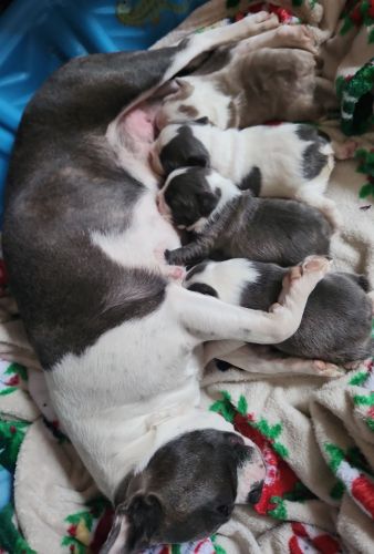 Beautiful pure bread Boston terriers for sale in Ixonia, WI