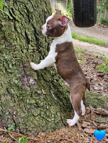 CKC registered Boston Terrier