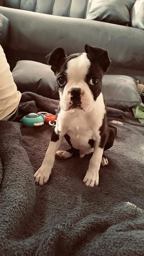 Boston Terrier Puppies for sale in Rustenburg, South Africa. price: 3,000 ZAR