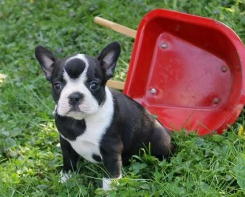 Boston Terrier puppies for sale.