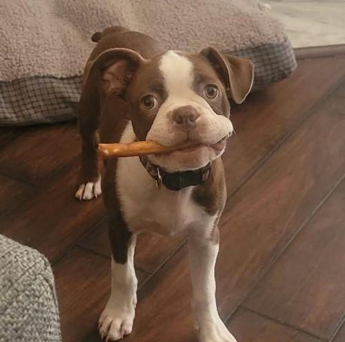 Bubba needs a good home!