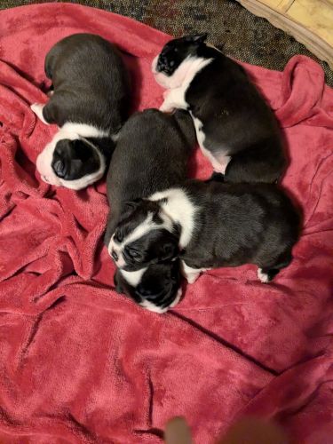 Boston terrier puppies