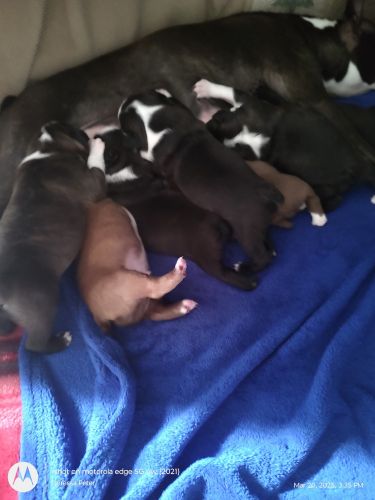 Most loving companions