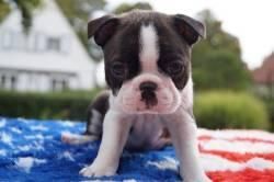 Boston Terrier Puppies For Re-homing