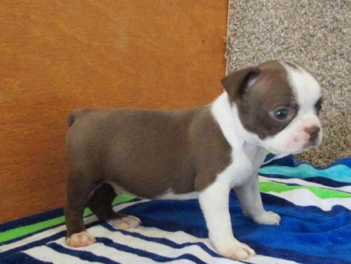 Quality Tiny boston terrier Puppies