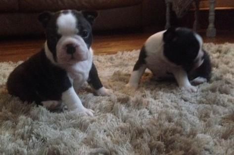 Champion Boston terrier Puppies