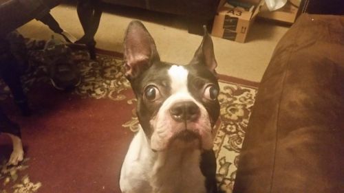 Boston terrier puppy male