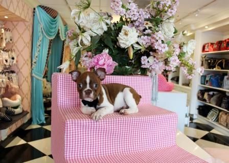 Beautiful Bostons All Colors We Ship