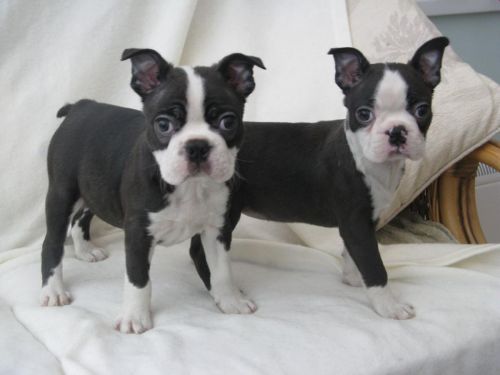 Lovely Boston Terrier Puppies (***) ***-***1