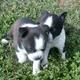 Boston Terrier Puppies for sale in Los Angeles, CA, USA. price: NA