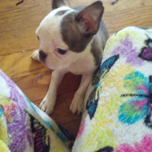 Akc Boston Reduced 1left Ready now