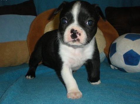 Adoreble Boston Terrier ***