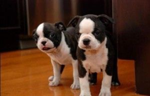 Boston Terrier