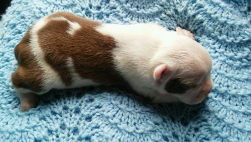 Akc Boston Terrier puppirs