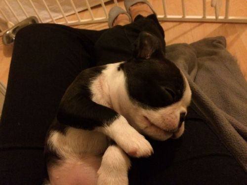 Boston Terrier Pups Full Pedigree