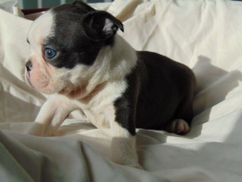 kc registered boston terrier
