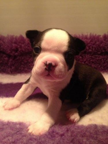 Boston Terrier Puppies for sale in Los Angeles, CA, USA. price: NA