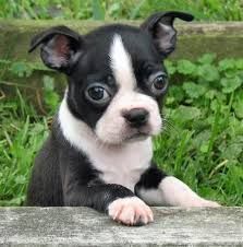 Boston Terrier Puppies for sale in Los Angeles, CA, USA. price: $500