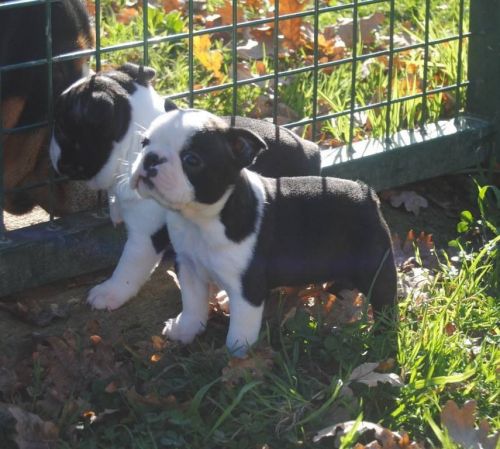 male and female Boston terrier