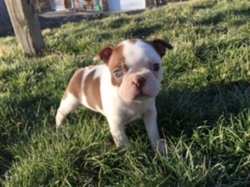 blu splash female AKC