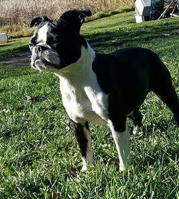 2 year old female Boston Terrier