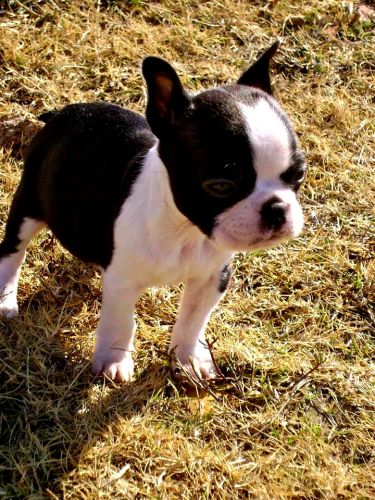 beautiful Boston Terrier Pupies