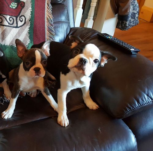 Boston Terrier puppies(804) ***