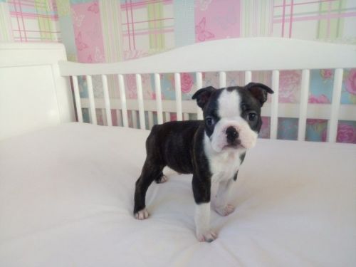 Boston Terrier Puppies