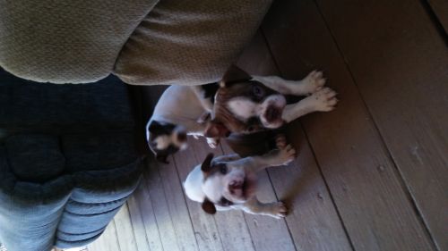 Akc Boston Terrier puppies