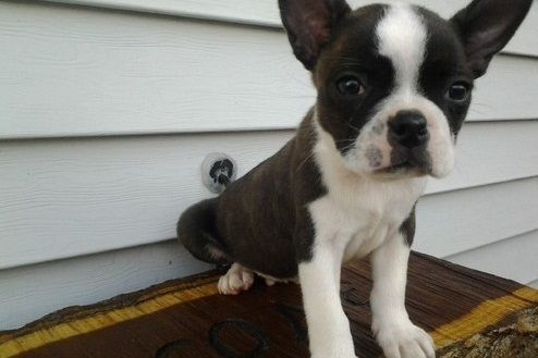 Adorable Boston Terrier Puppies