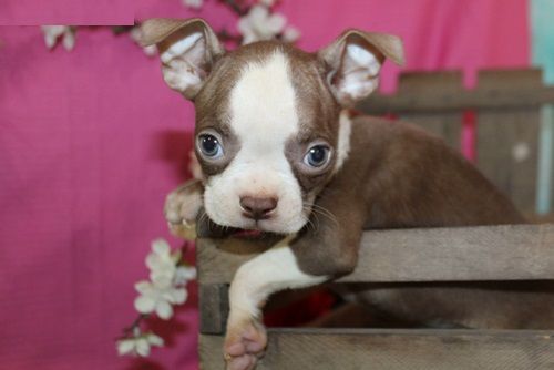 Two beautiful Boston Terrier Pups