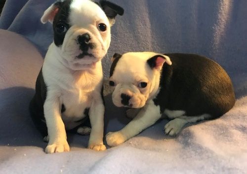 Beautiful Boston Terrier Puppies For Sale