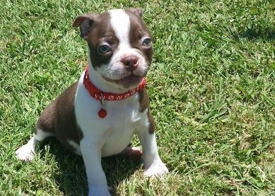 Lovely Boston Terrier Puppies