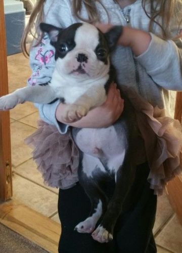 Boy Pups For Sale Lancashire