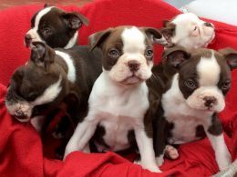 **ready Now **red N White *champagne Carriers