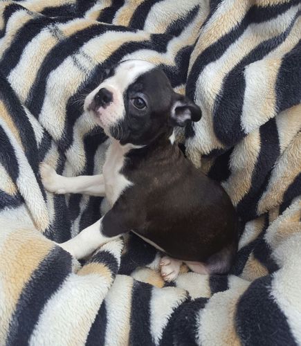 Proven Kc Registered Boston Terrier