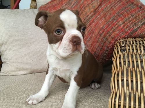 Playful Boston Terrier Puppy