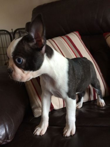 Kc Reg Boston Terrier Puppies Ready Now
