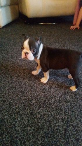 Kc Registered Coloured Boston's