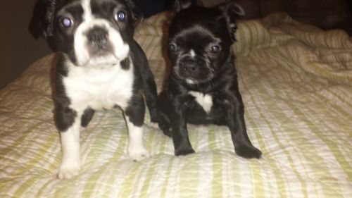 2 Female Boston babies