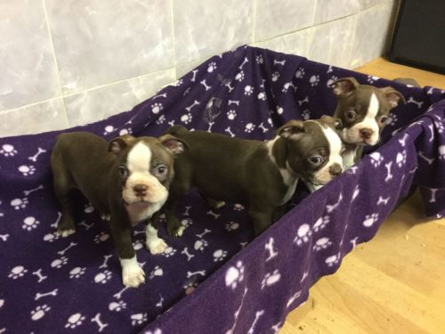 Boston Terrier Puppies. Ready Now